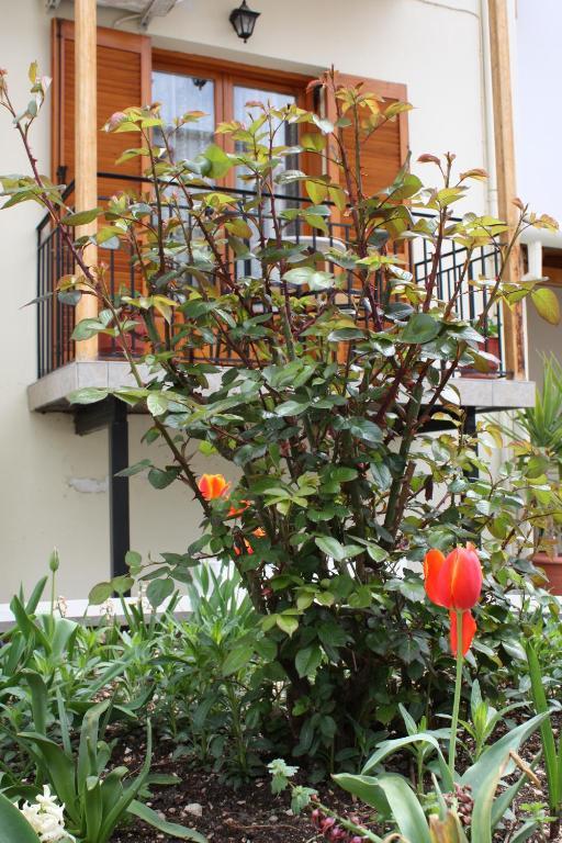 Domus Inn Ioannina Extérieur photo